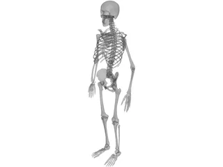 Skeleton Human Male 3D Model preview