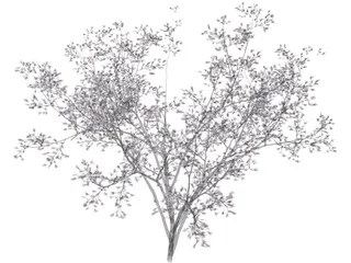 Cercis Siliquastrum Tree 3D Model preview