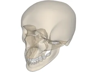 Skull Male 3D Model preview