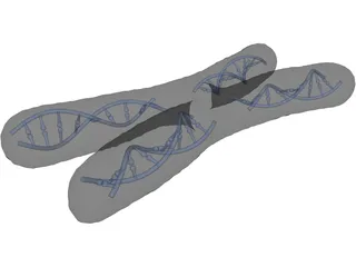 Human Chromosome 3D Model preview