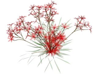 Flower 3D Model preview