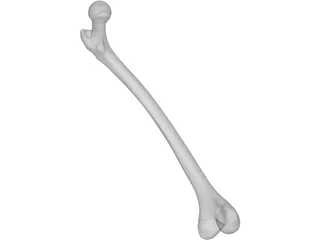 Femur Bone 3D Model preview