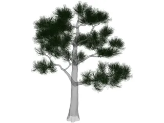Pine Tree 3D Model preview