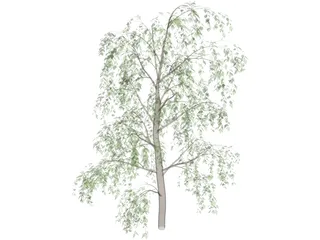 Birch Tree 3D Model preview