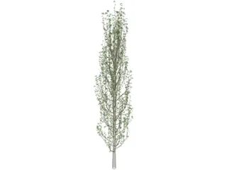 Cypress Tree 3D Model preview