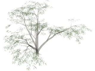 Mesquite Tree 3D Model preview