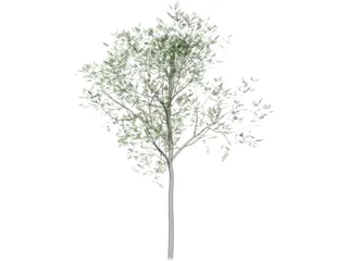 Magnolia Tree 3D Model preview