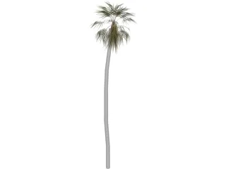 Tree Palm 3D Model preview