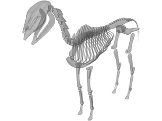 Horse Skeleton 3D Model preview