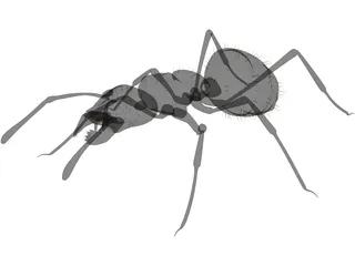 Ant Black 3D Model preview