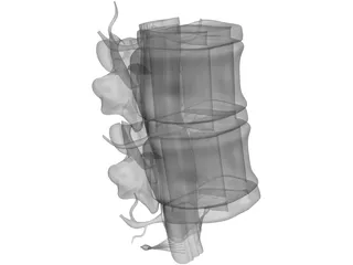 Lumbar Vertebrae 3D Model preview