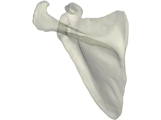 Scapula 3D Model preview
