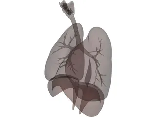 Human Respiratory System 3D Model preview