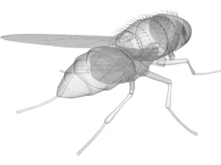 House Fly 3D Model preview