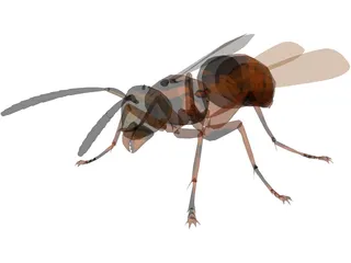 Wasp 3D Model preview