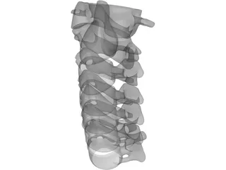 Vertebrae Cervical Bones 3D Model preview