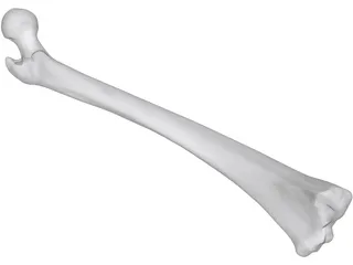 Femur Bone Man 3D Model preview