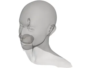 Head Female 3D Model preview