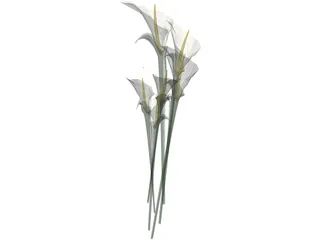 Arum Flower 3D Model preview
