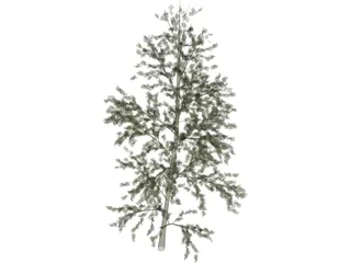 Pioppo Cipressino 3D Model preview