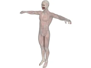 Human Body with Muscles 3D Model preview