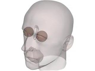 Man Head 3D Model preview