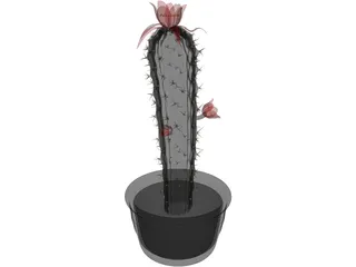 Castus 3D Model preview
