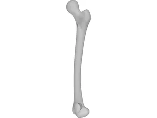 Femur Bone 3D Model preview