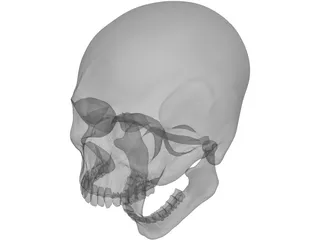 Skull Human 3D Model preview