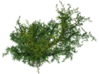 Oak Tree 3D Model preview