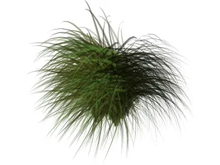 Gynerium Sagittatum Plant 3D Model preview