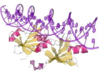 DNA 3D Structure 3D Model preview