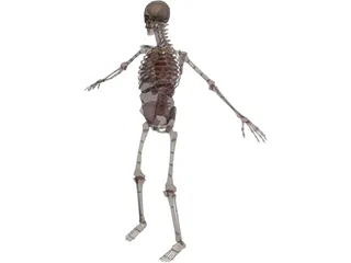 Skeleton with Internal Organs 3D Model preview