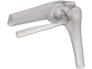 Knee Joint Human 3D Model preview