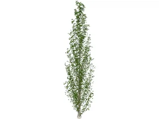 Lombardy Poplar (Populus Nigra) 3D Model preview