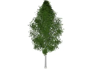 Quaking Aspen (Populus Tremuloides) 3D Model preview