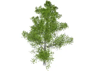 Sassafras 3D Model preview