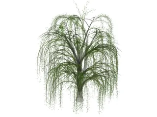 Weeping Willow 3D Model preview