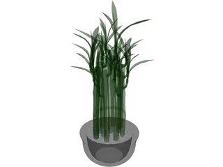 Lucky Bamboo 3D Model preview