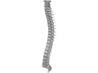 Spine 3D Model preview