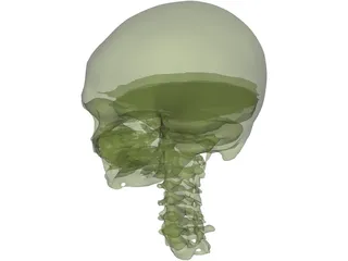 Skull and Neck 3D Model preview