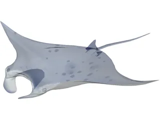 Manta Ray 3D Model preview