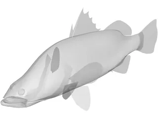 Barramundi 3D Model preview