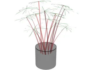 Cyperus Alternifolius 3D Model preview