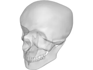 Skull Complete with Jaw Bone and Teeth 3D Model preview