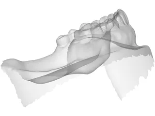 Teeth 3D Scanned 3D Model preview