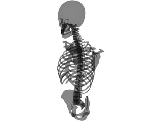 Upper Skeletal System 3D Model preview