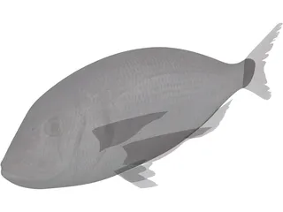 Black Sea Bass 3D Model preview