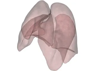 Lungs Human 3D Model preview