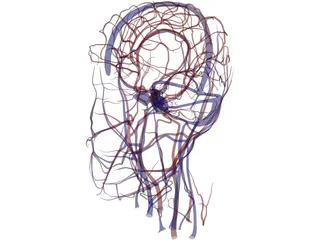 Systemic Circulation of Head 3D Model preview